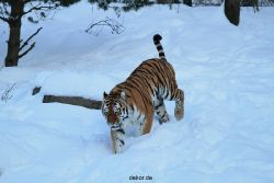 zoo-wuppertal-tiger-03-006