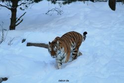 zoo-wuppertal-tiger-03-007