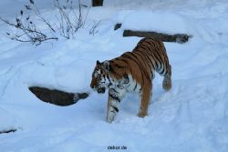 zoo-wuppertal-tiger-03-008