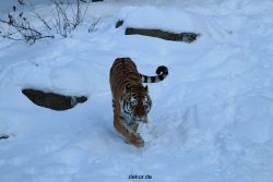 zoo-wuppertal-tiger-03-009