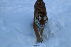 zoo-wuppertal-tiger-03-010