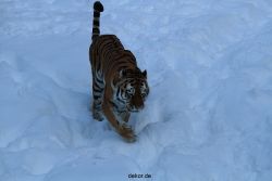 zoo-wuppertal-tiger-03-011