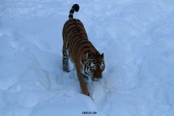 zoo-wuppertal-tiger-03-012