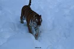 zoo-wuppertal-tiger-03-013