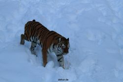 zoo-wuppertal-tiger-03-014