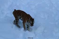 zoo-wuppertal-tiger-03-015