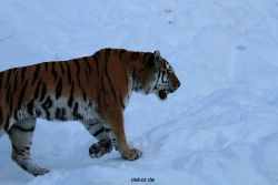 zoo-wuppertal-tiger-03-016