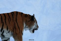 zoo-wuppertal-tiger-03-017