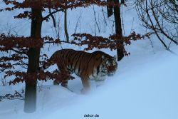 zoo-wuppertal-tiger-03-018