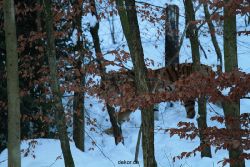zoo-wuppertal-tiger-03-019