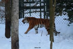 zoo-wuppertal-tiger-03-020