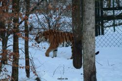 zoo-wuppertal-tiger-03-021