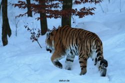 zoo-wuppertal-tiger-03-023