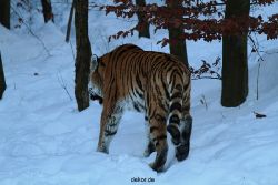zoo-wuppertal-tiger-03-024