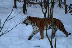 zoo-wuppertal-tiger-03-025