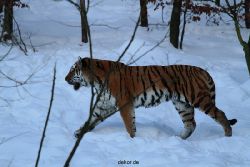 zoo-wuppertal-tiger-03-026
