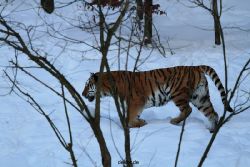 zoo-wuppertal-tiger-03-027