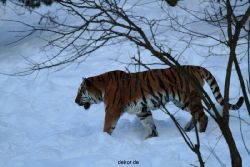 zoo-wuppertal-tiger-03-028