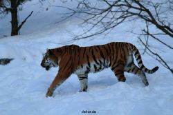zoo-wuppertal-tiger-03-029