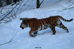 zoo-wuppertal-tiger-03-030