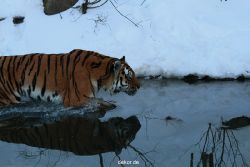 zoo-wuppertal-tiger-03-031