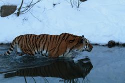 zoo-wuppertal-tiger-03-032