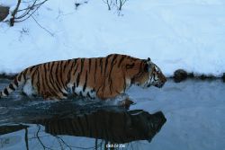 zoo-wuppertal-tiger-03-033