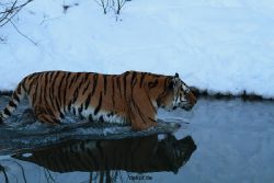 zoo-wuppertal-tiger-03-034