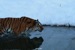 zoo-wuppertal-tiger-03-036