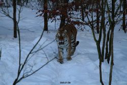 zoo-wuppertal-tiger-03-037