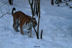 zoo-wuppertal-tiger-03-038
