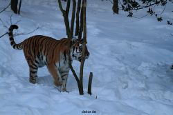 zoo-wuppertal-tiger-03-039