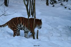 zoo-wuppertal-tiger-03-040