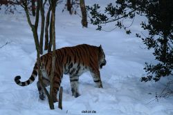 zoo-wuppertal-tiger-03-041