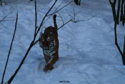 zoo-wuppertal-tiger-03-043