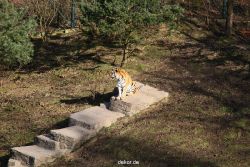 zoo-wuppertal-tiger-04-002