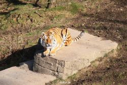 zoo-wuppertal-tiger-04-005