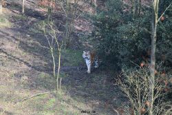 zoo-wuppertal-tiger-04-006