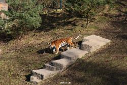 zoo-wuppertal-tiger-04-007