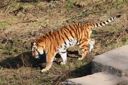 zoo-wuppertal-tiger-04-009
