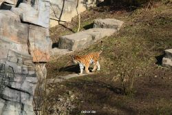 zoo-wuppertal-tiger-04-010