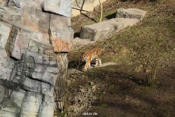 zoo-wuppertal-tiger-04-011
