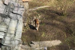 zoo-wuppertal-tiger-04-012