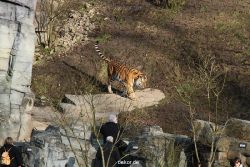 zoo-wuppertal-tiger-04-013
