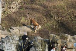zoo-wuppertal-tiger-04-014
