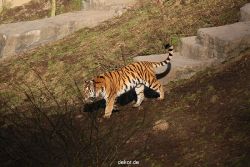 zoo-wuppertal-tiger-04-015