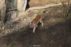 zoo-wuppertal-tiger-04-016