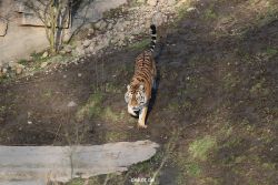 zoo-wuppertal-tiger-04-017