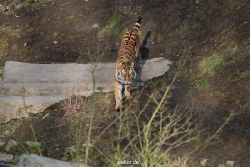 zoo-wuppertal-tiger-04-018