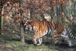 zoo-wuppertal-tiger-04-019
